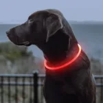 Zgarda iluminata LED pentru caini si pisici, cu 3 moduri de lumina, pentru prevenirea pierderii